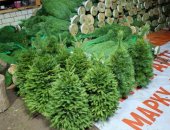 Продам аксессуар к интерьеру в городе Серпухов, Ёлочный Базар - живые елки в е,