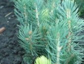 Продам семена в городе Москва, Ель голубая, ель обыкновенная, туя западная, туя