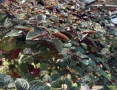 Продам комнатное растение в городе Москва, Растения для озеленения - купить в Москве