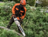 Услуги в городе Санкт-Петербург, Спил дерева с естественным наклоном в е и ЛО, Опасные