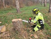 Услуги в городе Краснодар, Профессиональные арбориста в ском крае, Нужно аккуратно