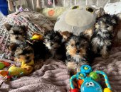 Продам собаку йоркширский терьер в городе Москва, мини, есть доставка, Йоркширские ы мини