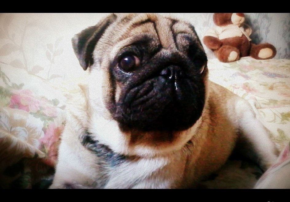 мопс в руке. щенки мопса даром. мопсы женского пола. мопс длинношерстный. мопс экзотика.