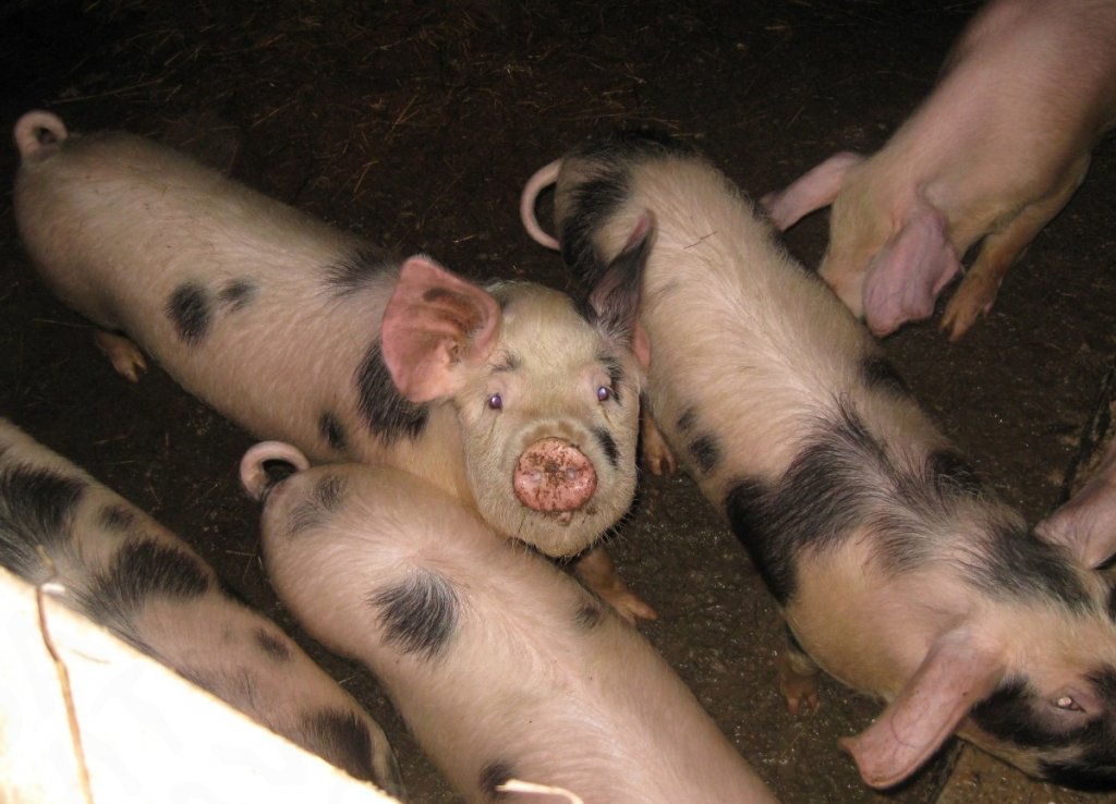 Свиньи в челябинске