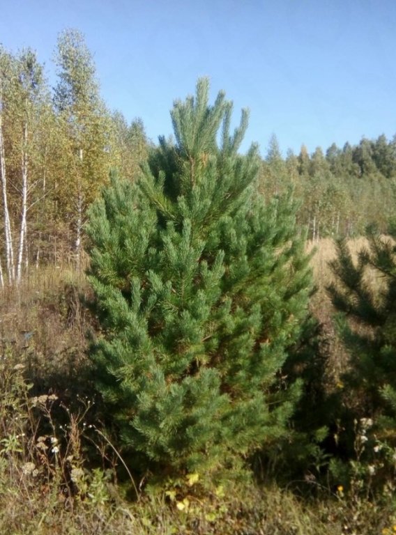 Сосны в Омске. Хвойный Омск. Куплю елки сосны оптом авито Омск.