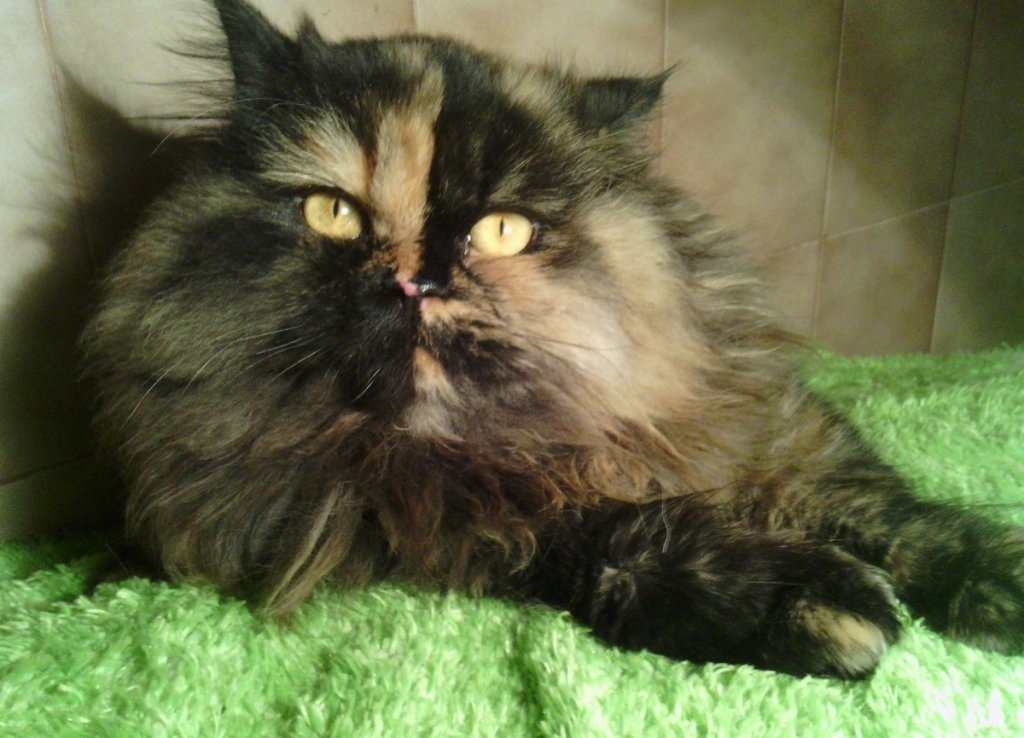 Шоколадная персидская кошка. Метис персидской кошки. Персидская голубая кошка. Кошка самка перс. Персидская кошка в Россоши.