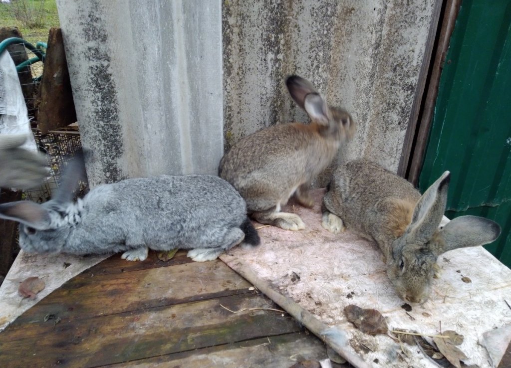Купить кроликов в орле. Гибрид зайца и кролика. Кролики Орловские. Помесь кролика и зайца.