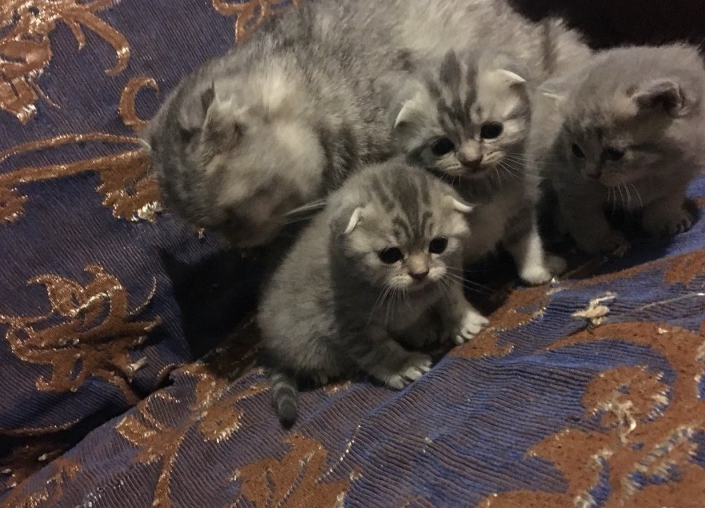 Купить Котенка В Орле