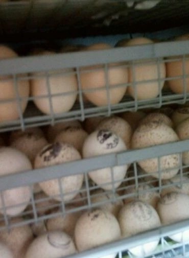Купить яйцо хайбрид. Инкубационное яйцо Хайбрид конвертер. Инкубационное яйцо индейки Хайбрид. Cz1935 яйцо инкубаторское. Инкубация Хайбрид конвертер.