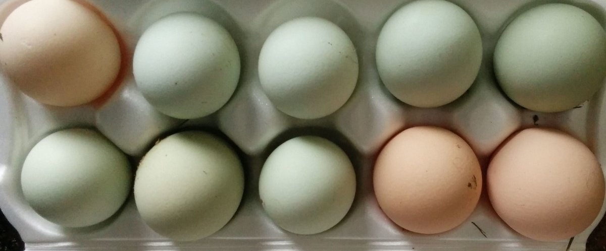 Купить яйцо в белгородской области. Инкубаторские яйца. Инкубационные яйца кремового цвета. Коробки Mach инкубационное яйцо. Инкубационное яйцо микс пород.