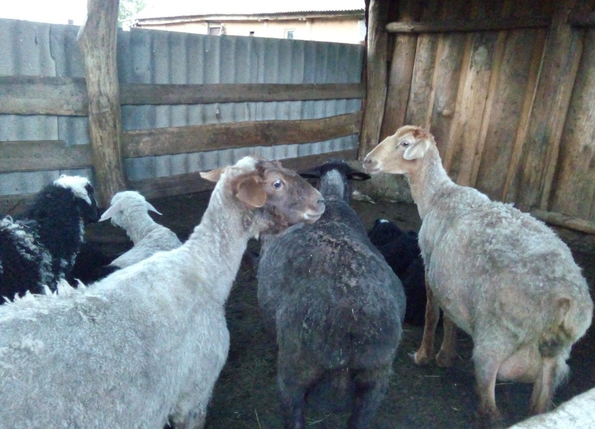 Асекеево. Авито асекеево животные. Станция жд заглядино. Авито асекеево животные. Авито заглядино.