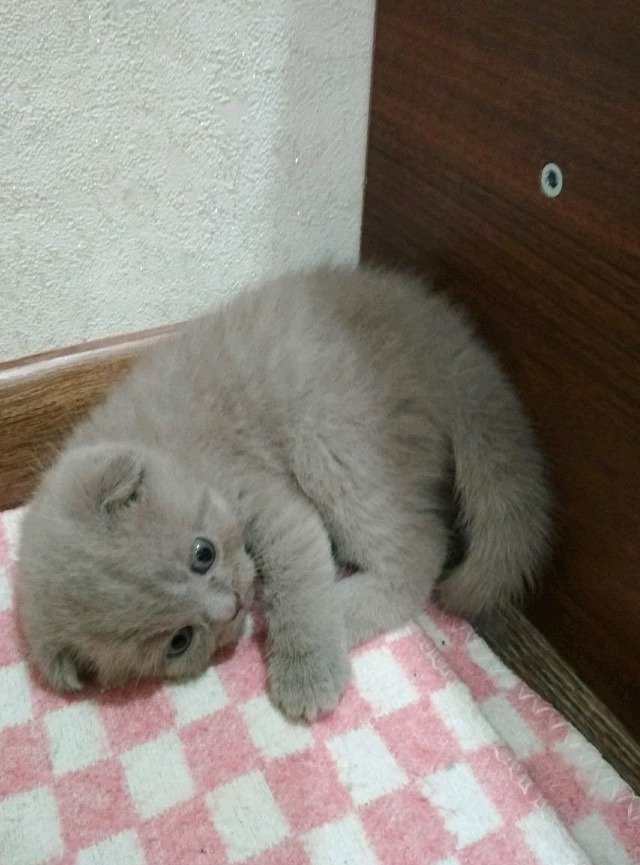 Шотландские Котята Купить В Тамбове