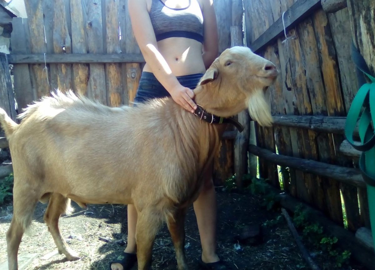 Белгородская куплю козу