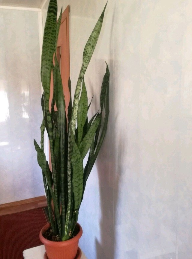 рязань авито сансевиерию