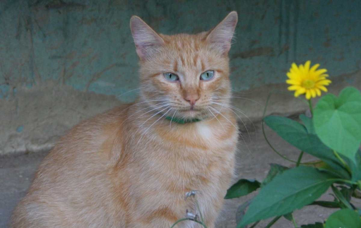 рыжий кот белгород. зоомагазин дарвин белгород. сдэк губкина 38а белгород. отдам даром котенка рыжего. рыжий котенок даром.