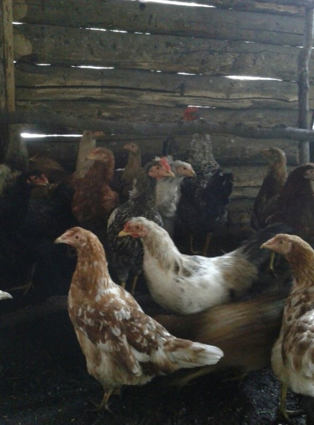 Купить куриц несушек в вологодской области