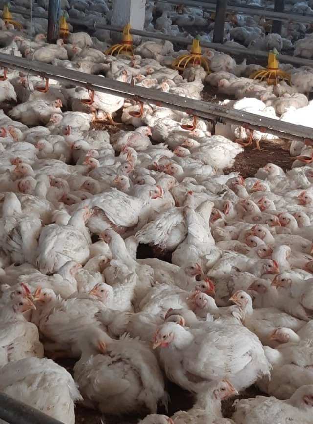 Купить цыплят бройлеров в нижегородской области