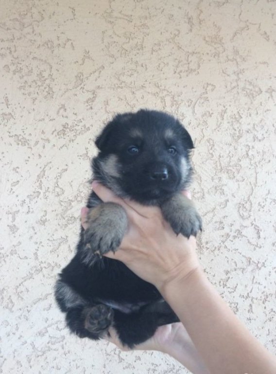 Фото Чистокровной Немецкой Фото Чистокровной Немецкой