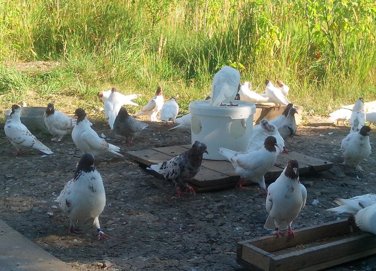 голуби самары