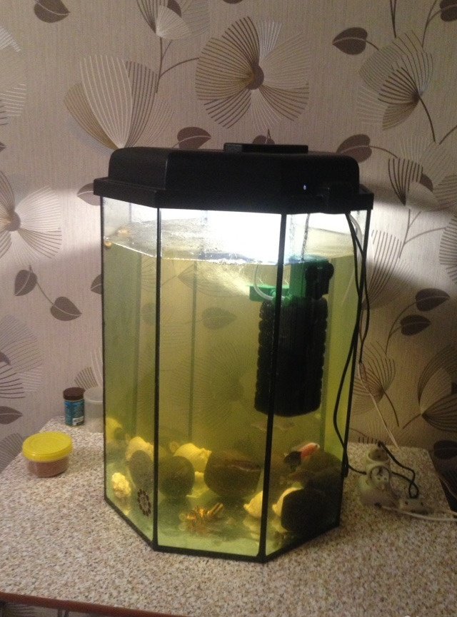 Формоза в аквариуме. Лампрологус лелеупи. Аквариум тольятти зооклуб. Живность для морского аквариума. Аквариум на заказ ростов.