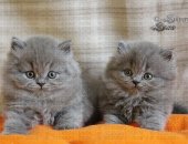 Московский питомник британских кошек Silvery Snow предлагает британских котят