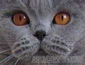 Продам домашние животные в Москве, Британский кот обладает обаянием и шармом