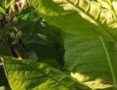 Продам семена в Арсеньеве, табака-натуральный продукт Указана цена за 200 семян