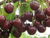 Продам семена в Раменском, Частный питомник предлагает саженцы плодовых