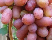 Продам семена в Железноводске, Продаю саженцы винограда с закрытой корневой