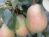 Продам семена в Липецке, Саженцы плодовых растений Сорта: Яблоня однолетки
