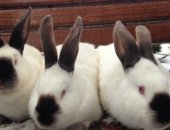 Продам заяца в Кармаскалы, Отличные калифорнийские кролики для разведения