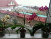 Продам комнатное растение в Ялте, Орхидеи много орхидей, мини по 500 руб