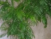 Продам комнатное растение в Кемерове, Пальма хамедорея Пальма выше 2 метров