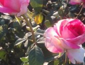 Продам комнатное растение в Кущевской, Кусты роз Предлагаем к реализации