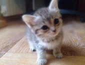 Продам сибирская, самец в Новосибирске, Чудесные ласковые котята Пушистые
