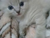 Продам кошку, самец в Томске, Котенок Отдам котёнка, в добрые руки! очень