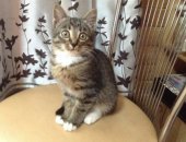Продам кошку, самец в Иванове, Отдам котика 3 месяца бесплатно, кушает все