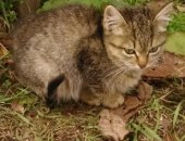 Продам кошку, самец в Томске, Деревенские котята Отдадим котят