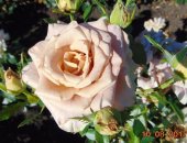 Продам семена в Липецке, Саженцы роз Большой ассортимент саженцев роз, оптом и