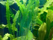 Продам в Москве, Аквариумные растения доставка Купить Растения для аквариума 1