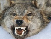 Продам трофеи в Калининграде, Чучело волка продается чучело волка ковер Цена