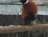 Продам с х птицу в Брянске, Фазан, цыплята фазана Фазан обыкновенный охотничий