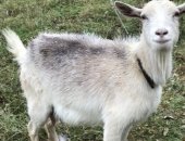 Продам козу в Белгороде, Продаётся коза вторым окотом и козлята, Биросовский