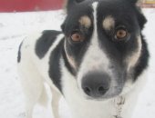 Продам собаку в Омске, Собака дворняжка - лайка Молодая собака 1, 5 порода