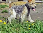 Продам собаку фокстерьер, самка в Исетском, Жесткошерстный Девочка 4 года