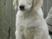 Продам собаку ретривер, самка в Новосибирске, Щенки Золотистого Голден Отличные