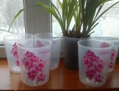 Продам комнатное растение в Новосибирске, Горшки для цветов Матовые прозрачные