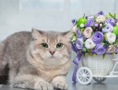 Продам британская, самец в Новосибирске, Британский голубой золотой котик