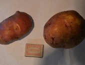 Продам овощи в Красноярске, Картофель 40кг, картошка деревенская "Био", Излишки