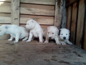 Продам собаку кавказская овчарка в Ставрополе, Щенки кавказята, Щенки